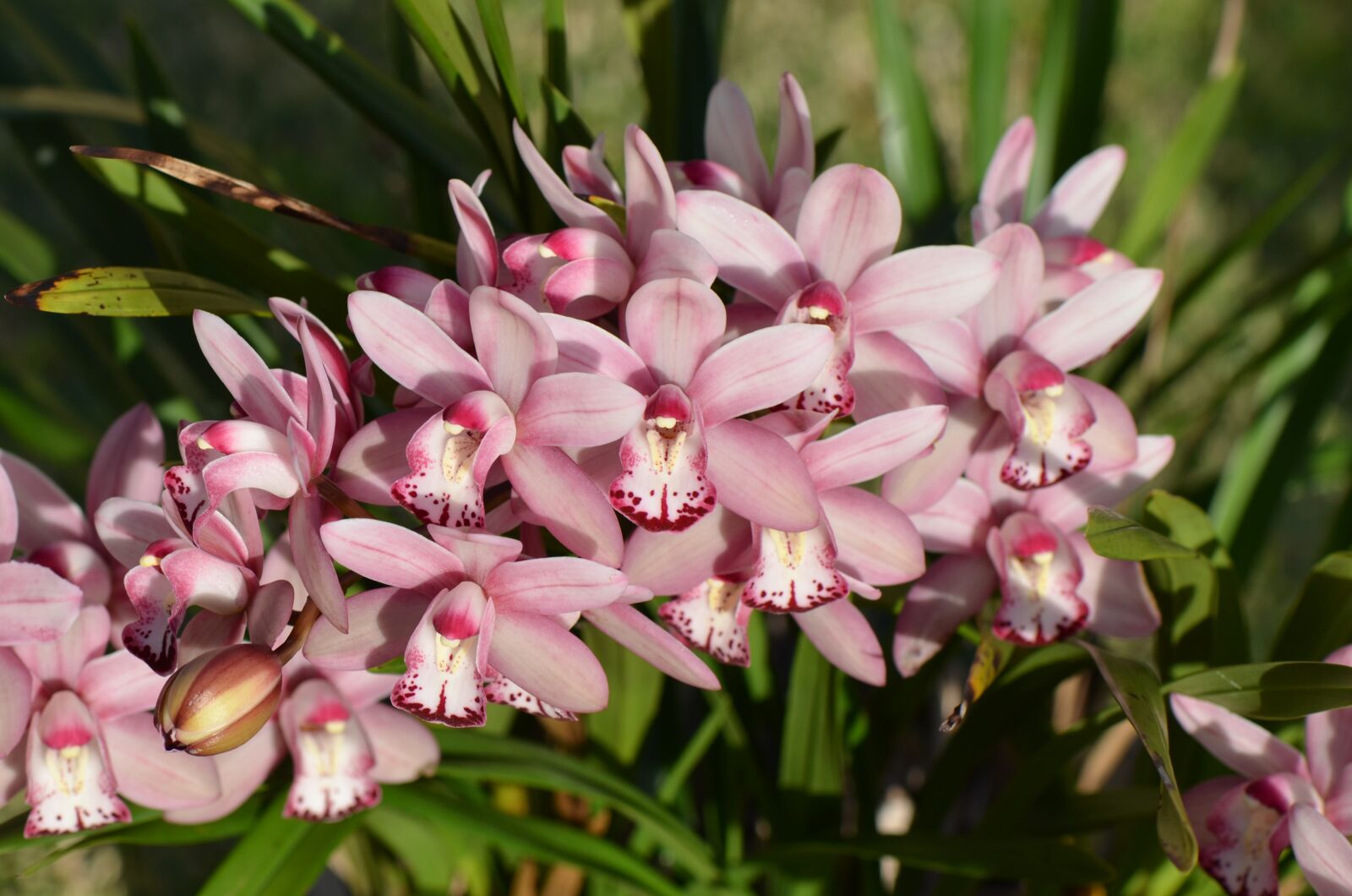 Nikon D7000 sample photo. Flowers, orchid, bloom photography