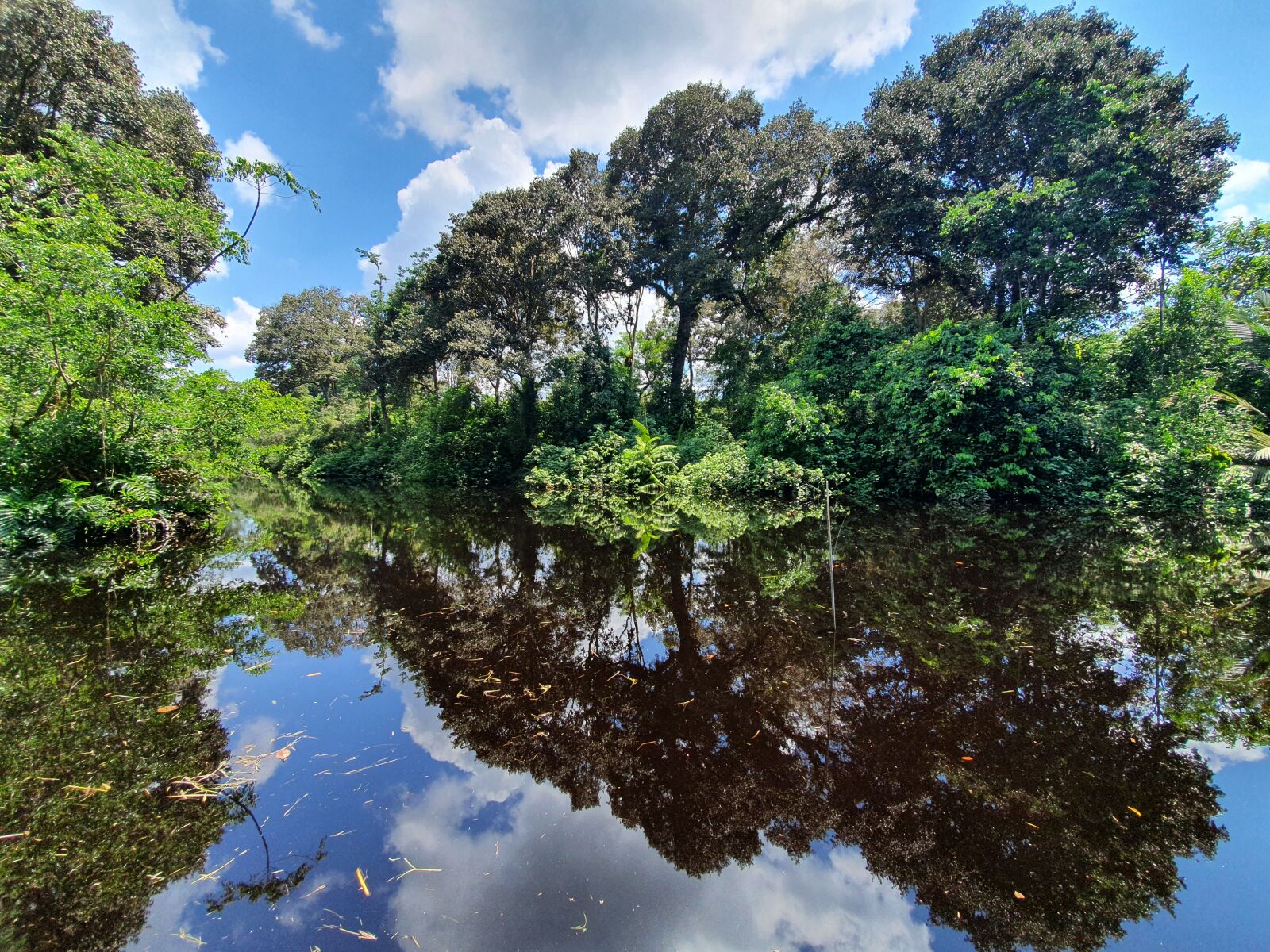 Samsung Galaxy S10 sample photo. Mangroves in temburong photography