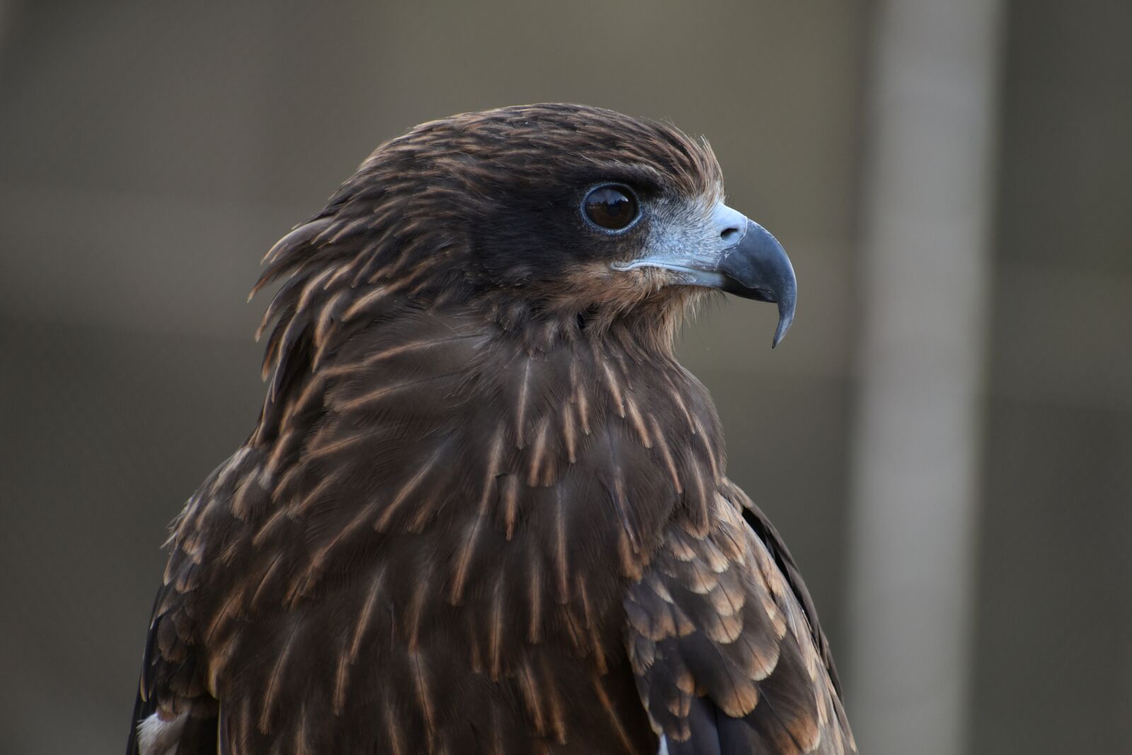 Nikon D7200 sample photo. Animal, natural park, bird photography