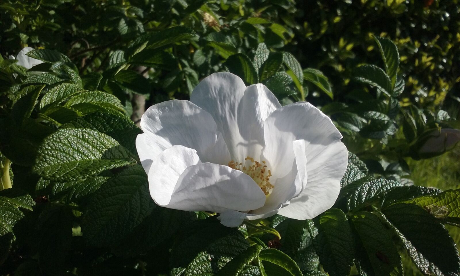 Samsung Galaxy Core Prime sample photo. White flower, natural, leaf photography