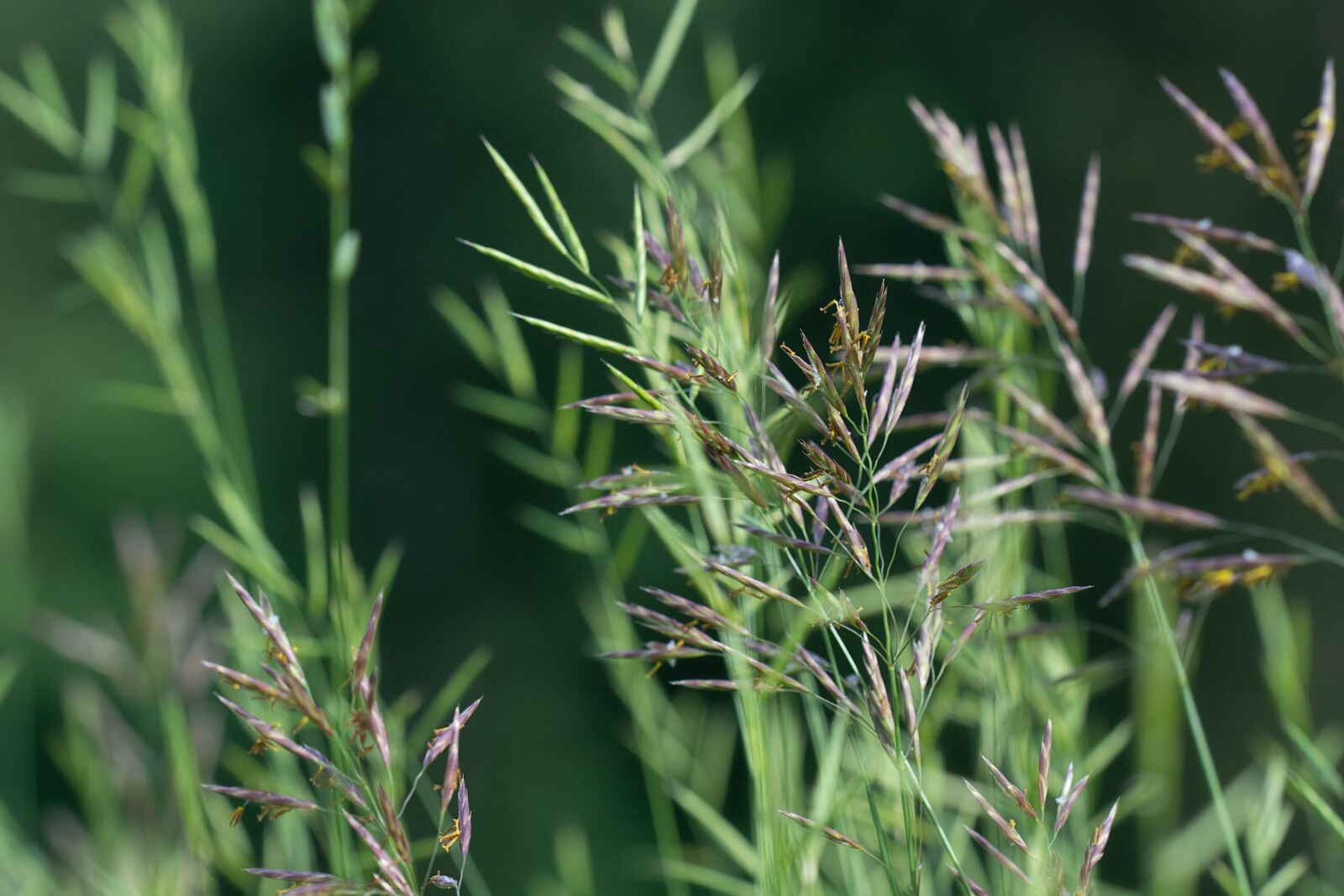 Nikon D7100 sample photo. Grasses in the wind photography
