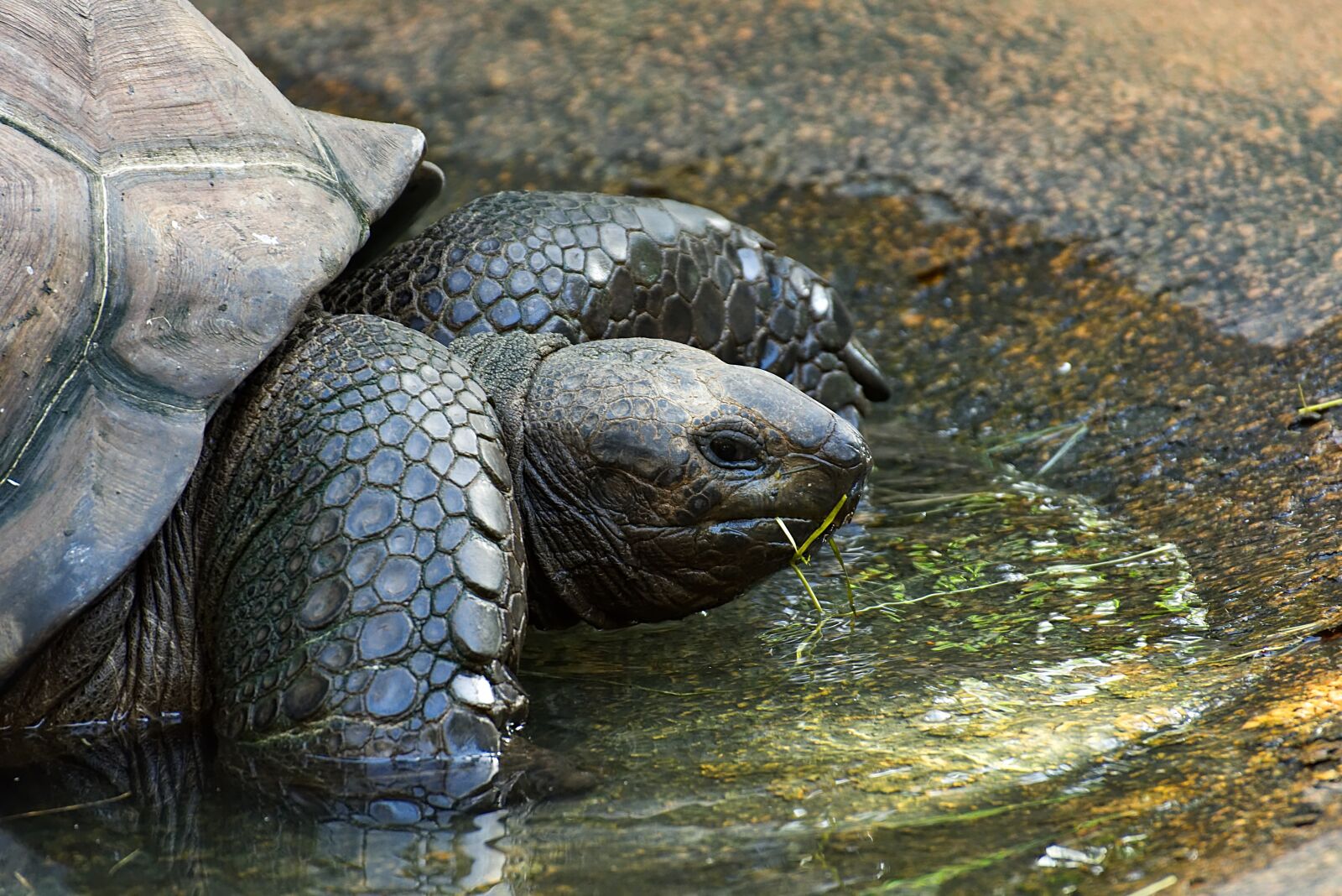 Nikon D7200 sample photo. Giant tortoise, eat, animal photography