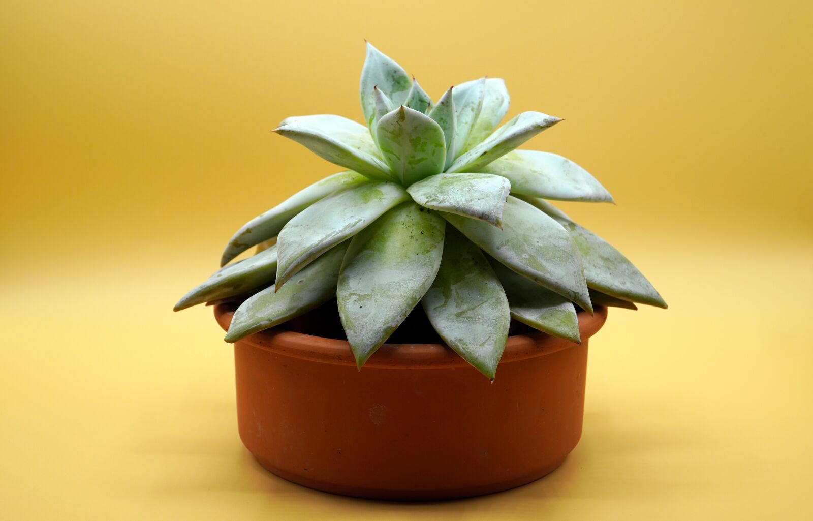Sony E PZ 18-105mm F4 G OSS sample photo. Cactus, plant, nature photography