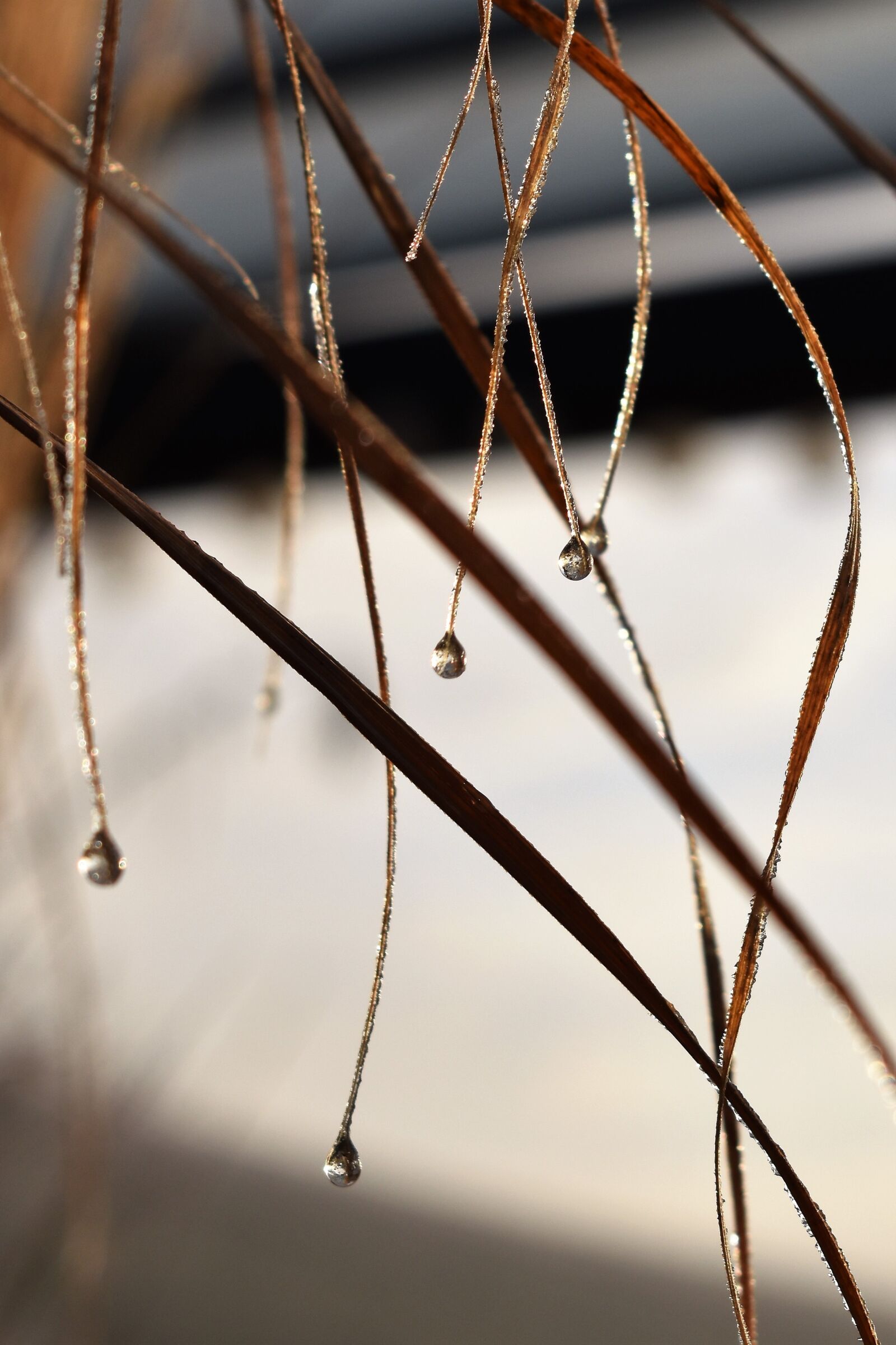 Nikon D5500 sample photo. Drip, dew, drop of photography