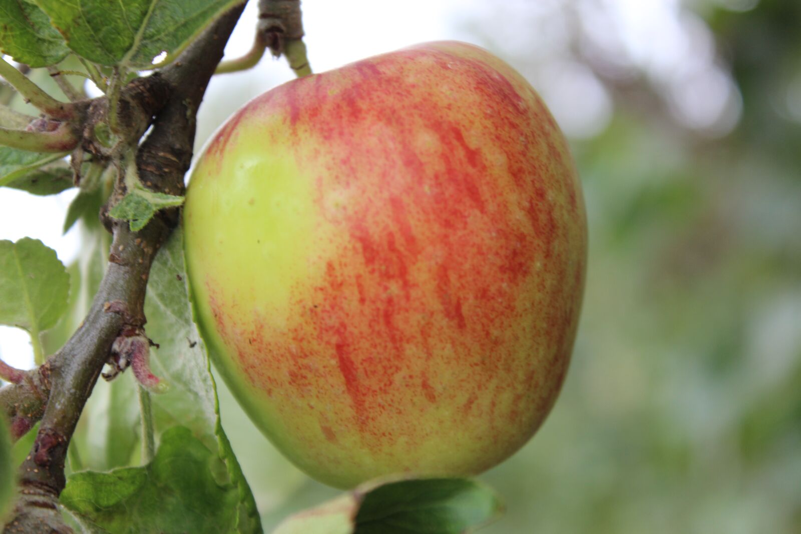 Canon EOS 600D (Rebel EOS T3i / EOS Kiss X5) sample photo. Apple, fruit, vitamins photography