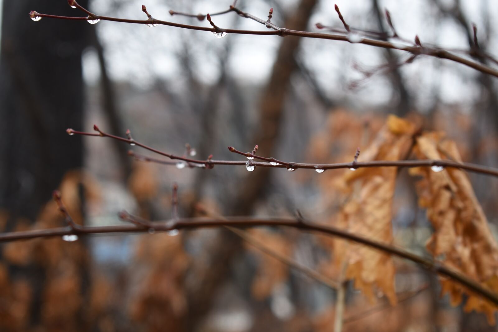 Nikon D750 sample photo. Non, raindrops, twig photography