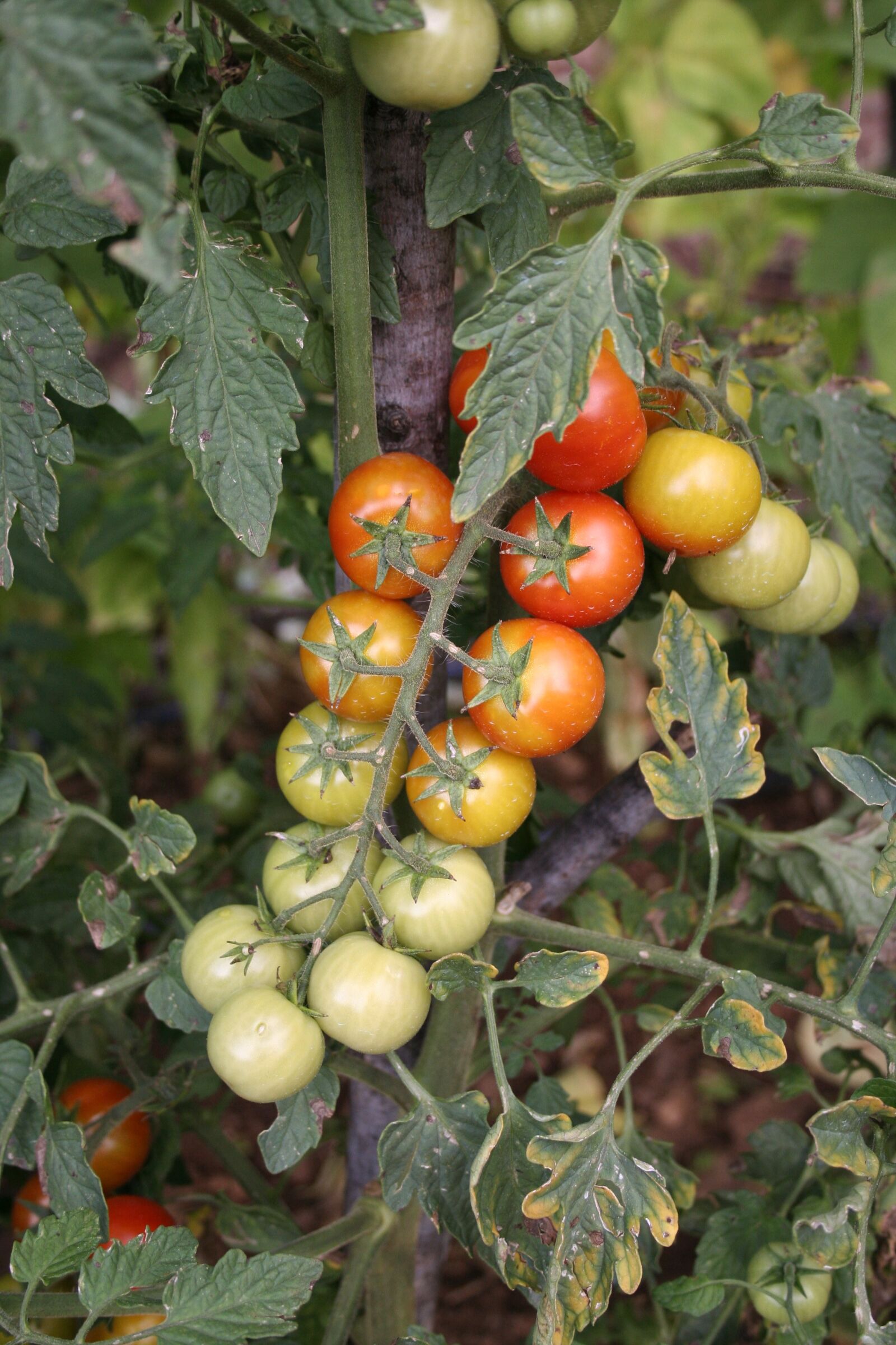 Canon EOS 350D (EOS Digital Rebel XT / EOS Kiss Digital N) sample photo. Tomatoes, garden, bunch photography
