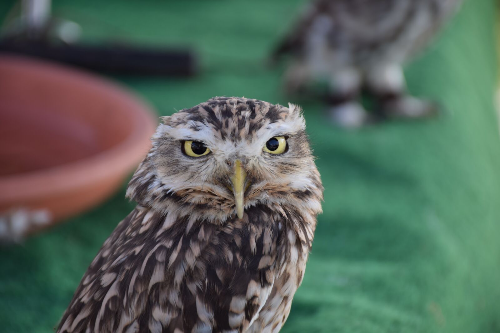 Nikon D5300 sample photo. Owl, bird, feather photography