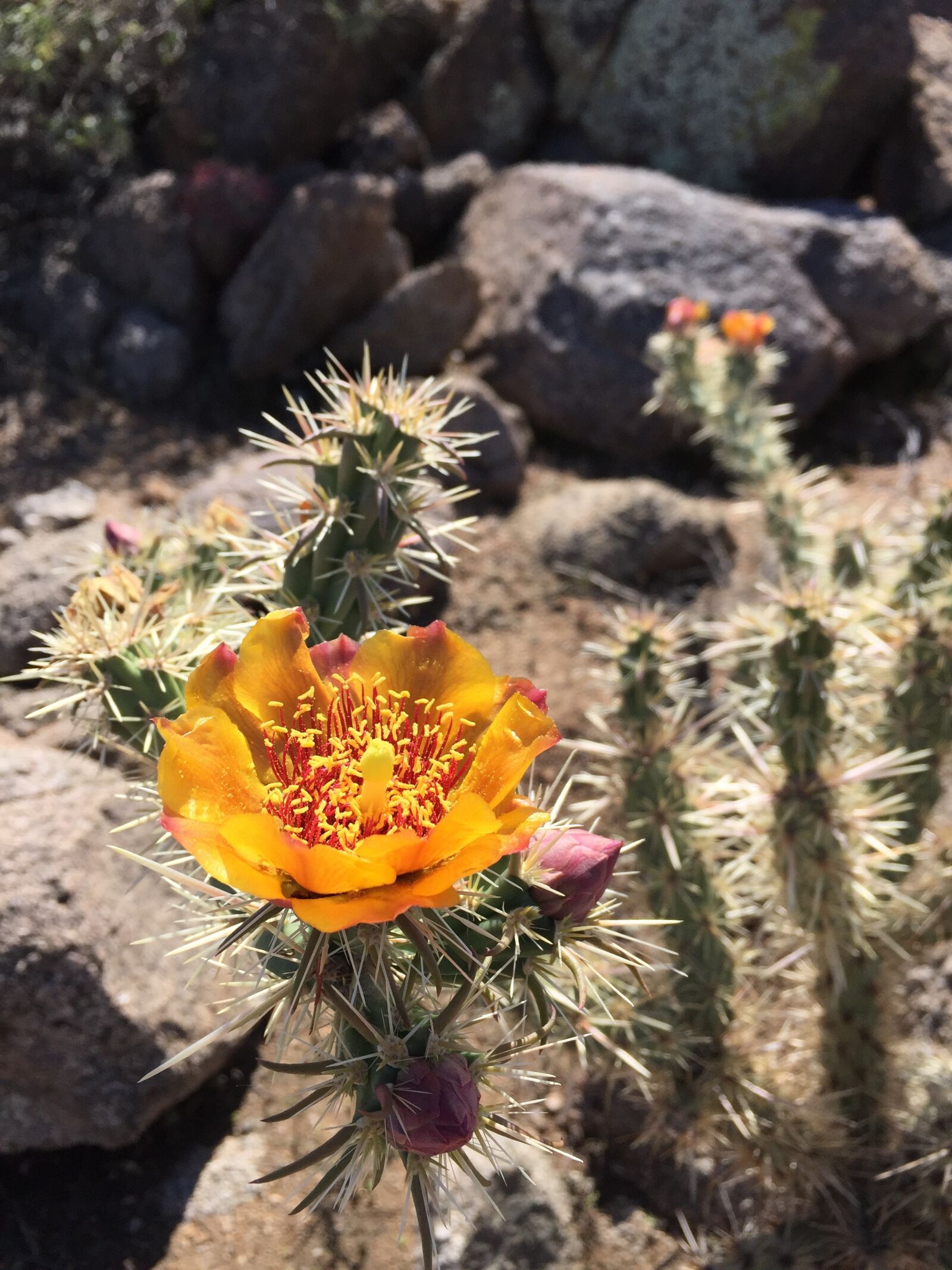 Apple iPhone 6 sample photo. Bloom, flower, cactus photography