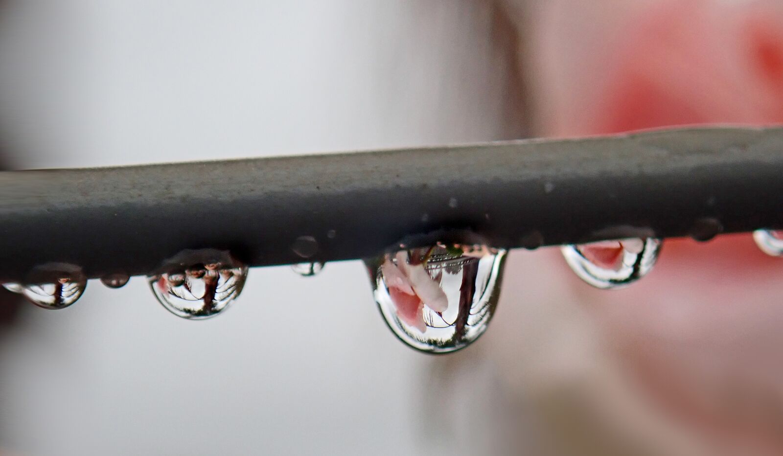 Olympus TG-5 sample photo. Rain drops, refraction, palm photography