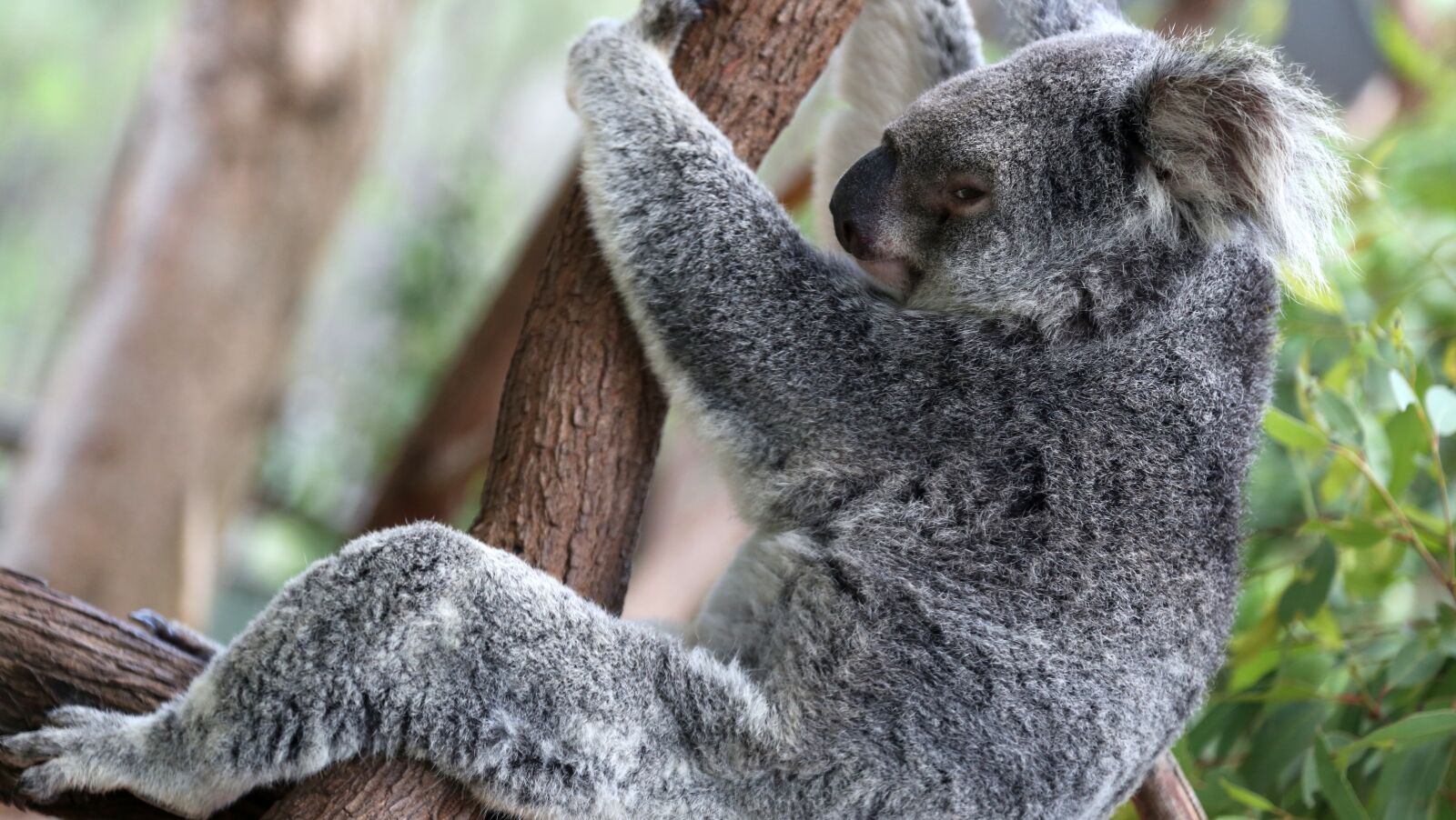 Canon EF 24-105mm F4L IS USM sample photo. Koala, koalas, tightened the photography