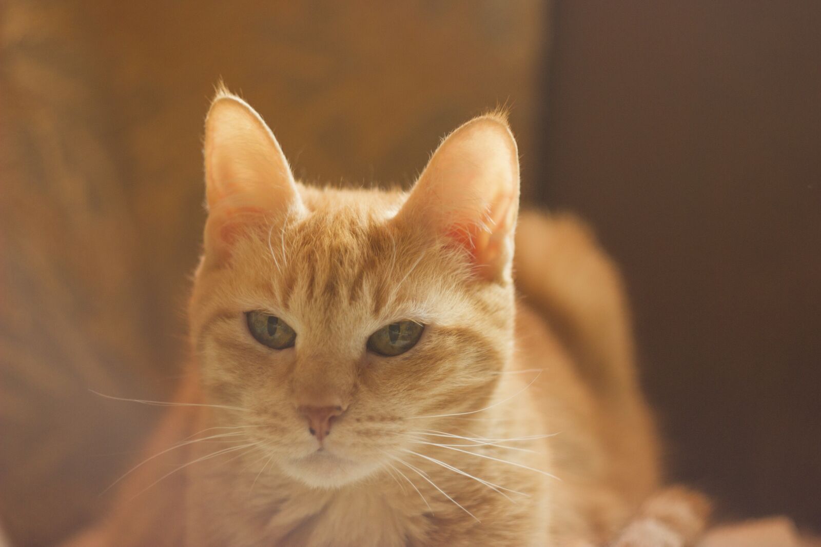 Canon EOS 550D (EOS Rebel T2i / EOS Kiss X4) sample photo. Cat, redhead, light photography