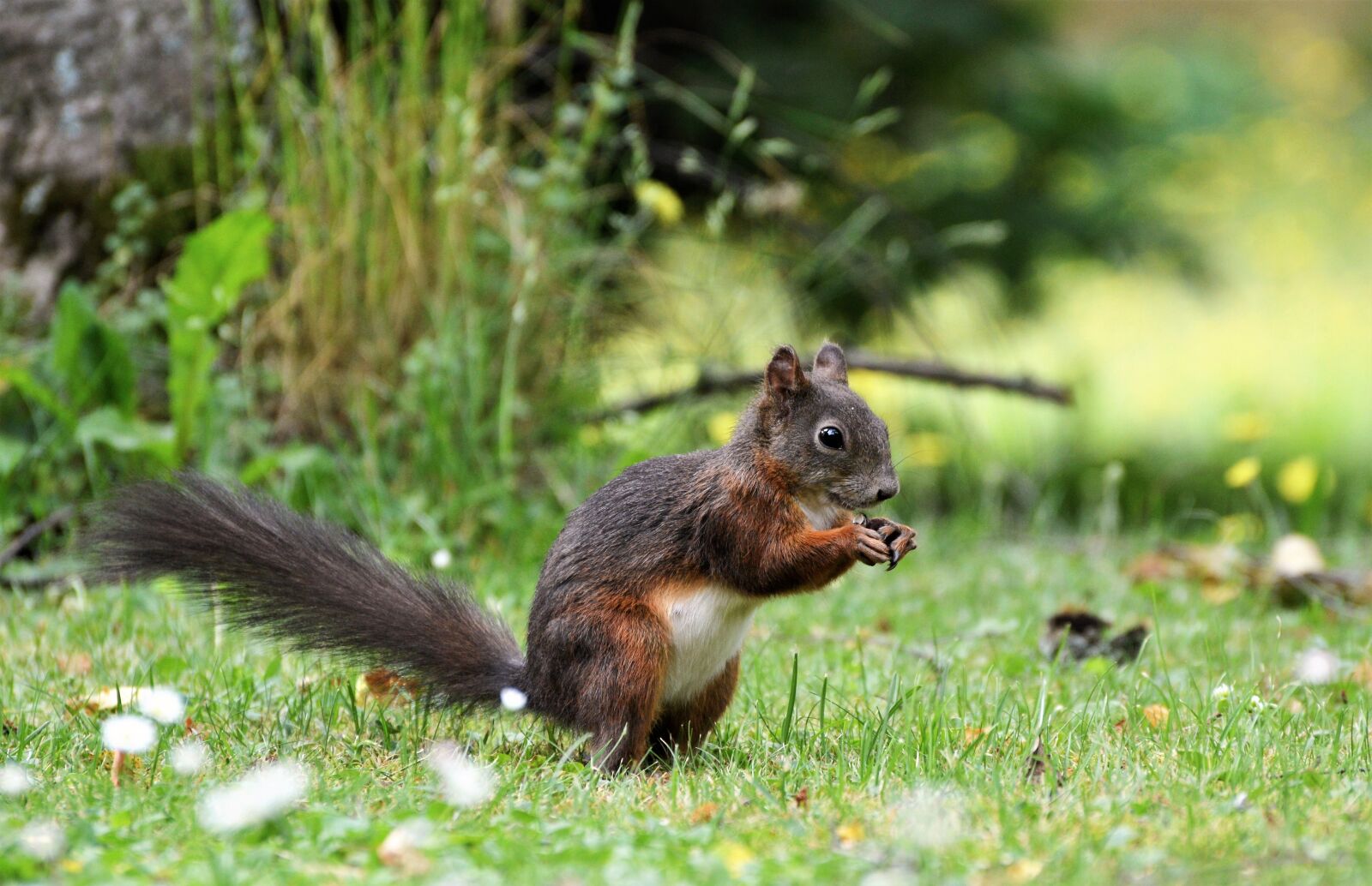 Nikon D3200 sample photo. Squirrel, nager, rodent photography