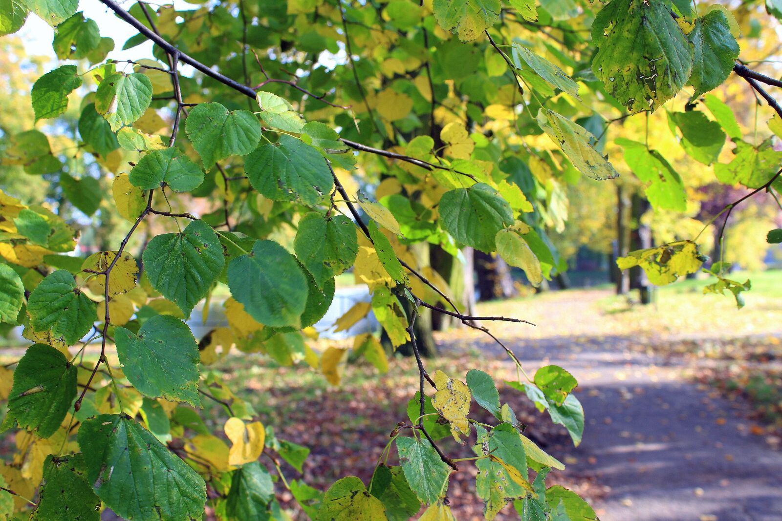 Canon EOS 1200D (EOS Rebel T5 / EOS Kiss X70 / EOS Hi) sample photo. Autumn walk, tree, park photography