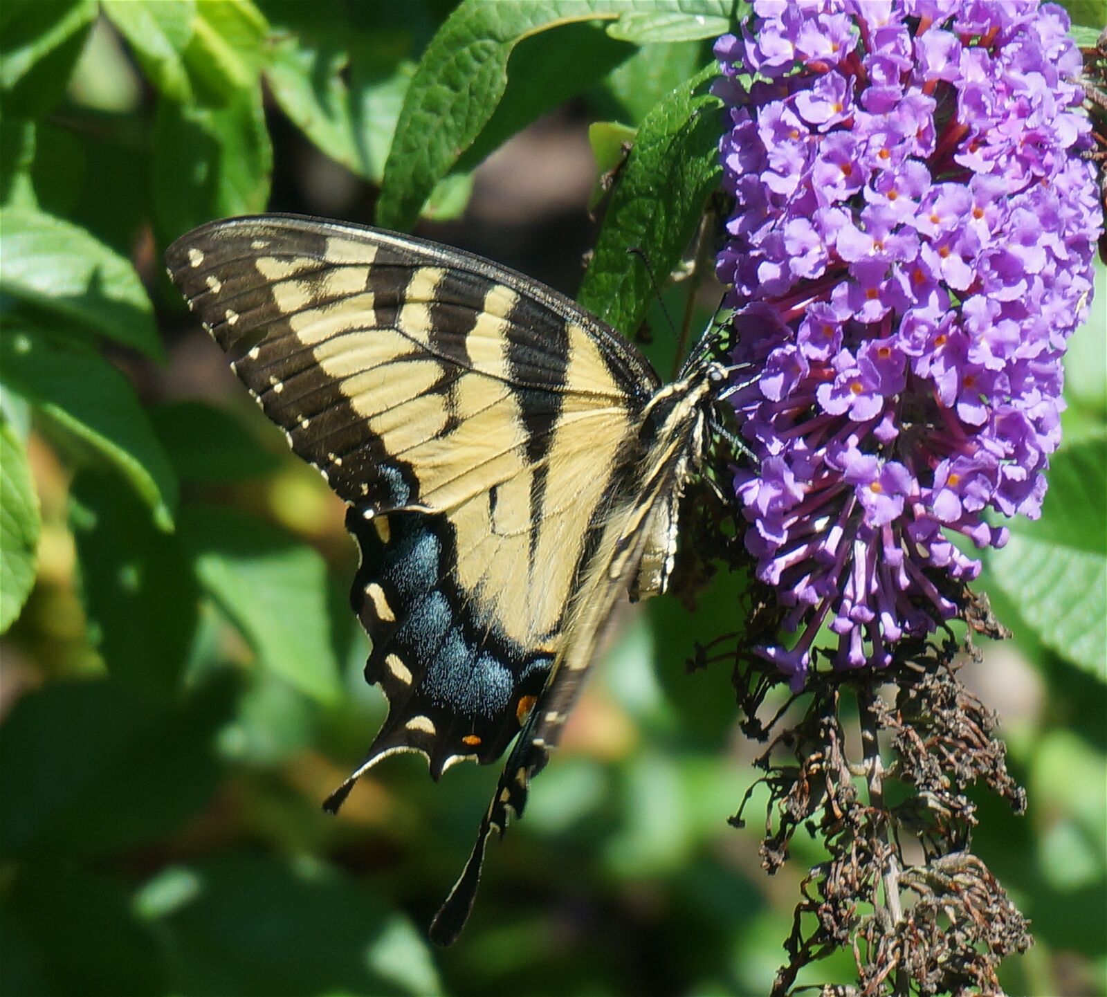 Sony Alpha NEX-5T sample photo. Swallowtail butterfly, butterfly, yellow photography