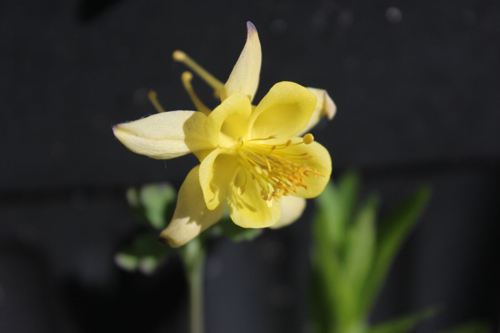 Canon EOS 1200D (EOS Rebel T5 / EOS Kiss X70 / EOS Hi) sample photo. Aquilegia, flower, plant photography