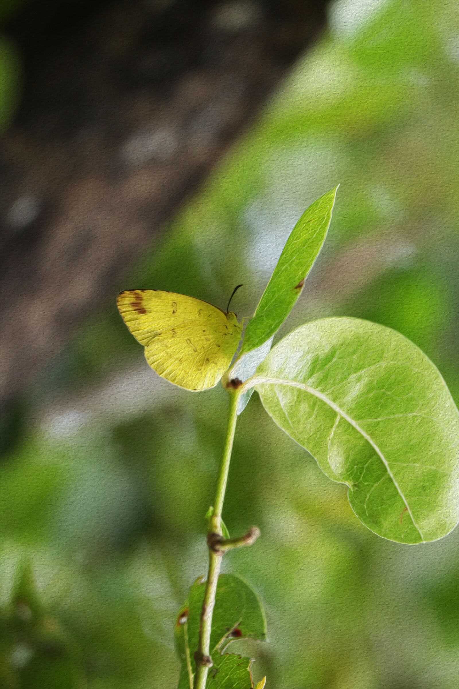 Canon EOS 250D (EOS Rebel SL3 / EOS Kiss X10 / EOS 200D II) sample photo. Butterfly, nature, green photography