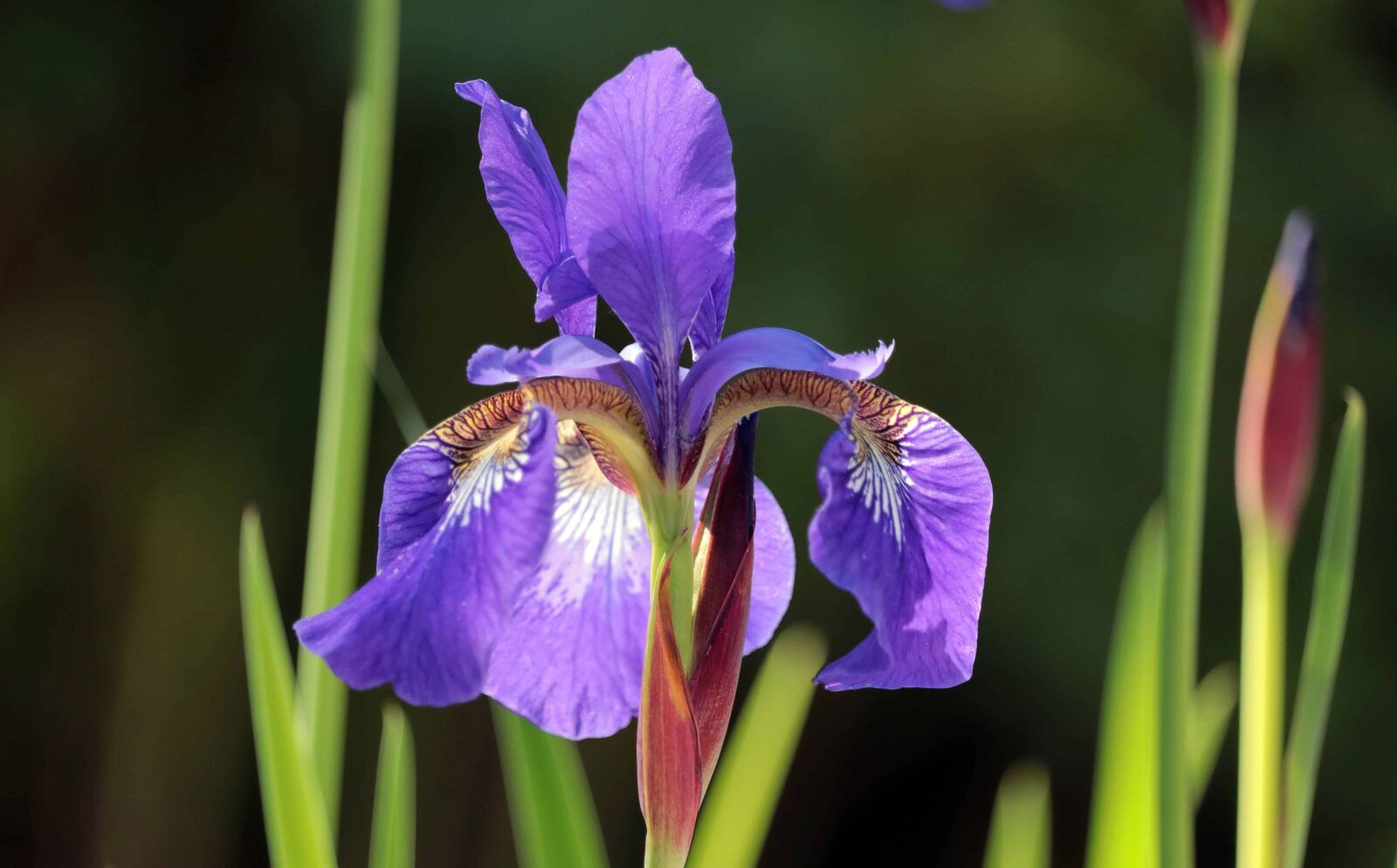 Canon EOS 80D sample photo. Green grass, violet color photography