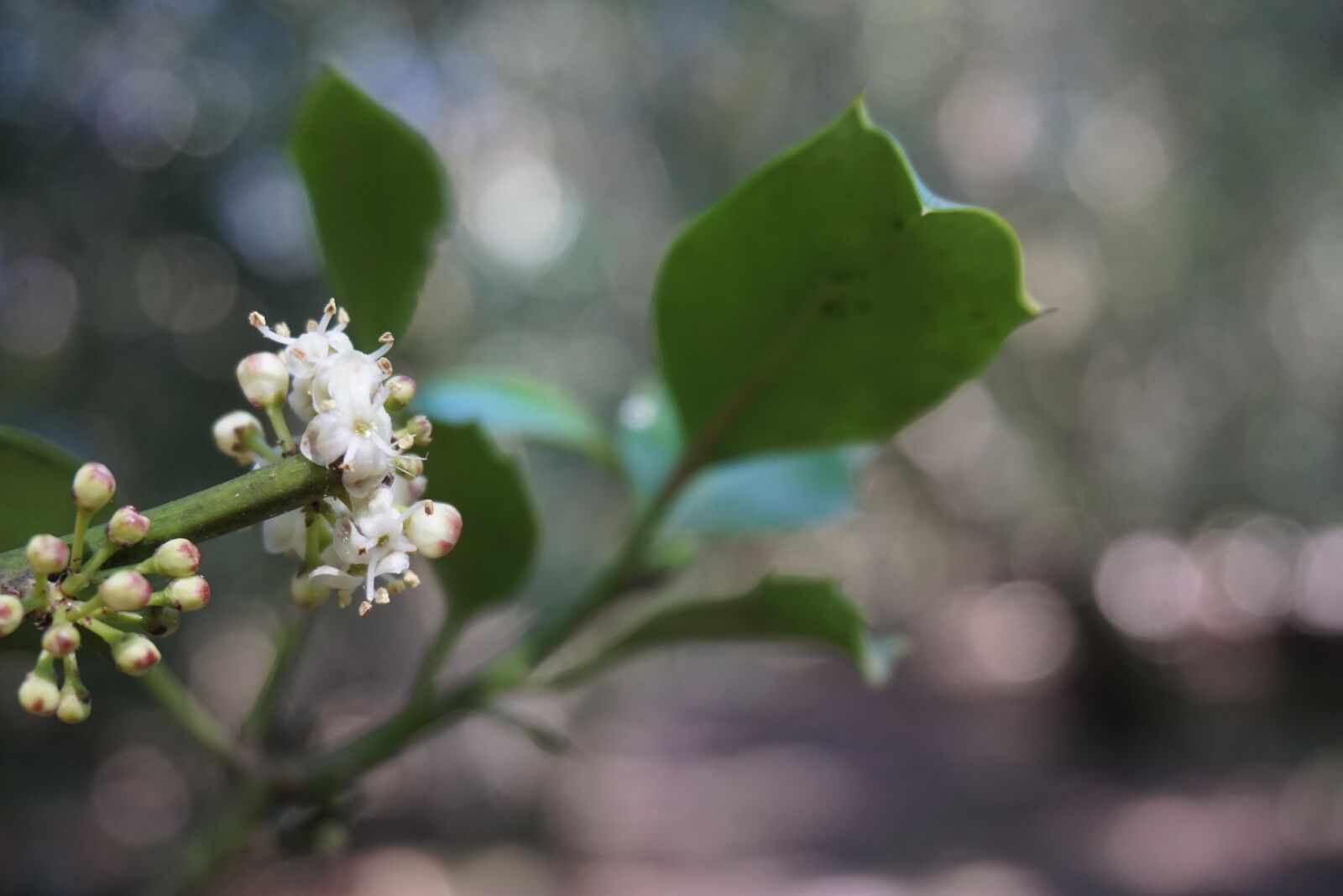 Sony a6000 sample photo. Holly, flowers, spring photography