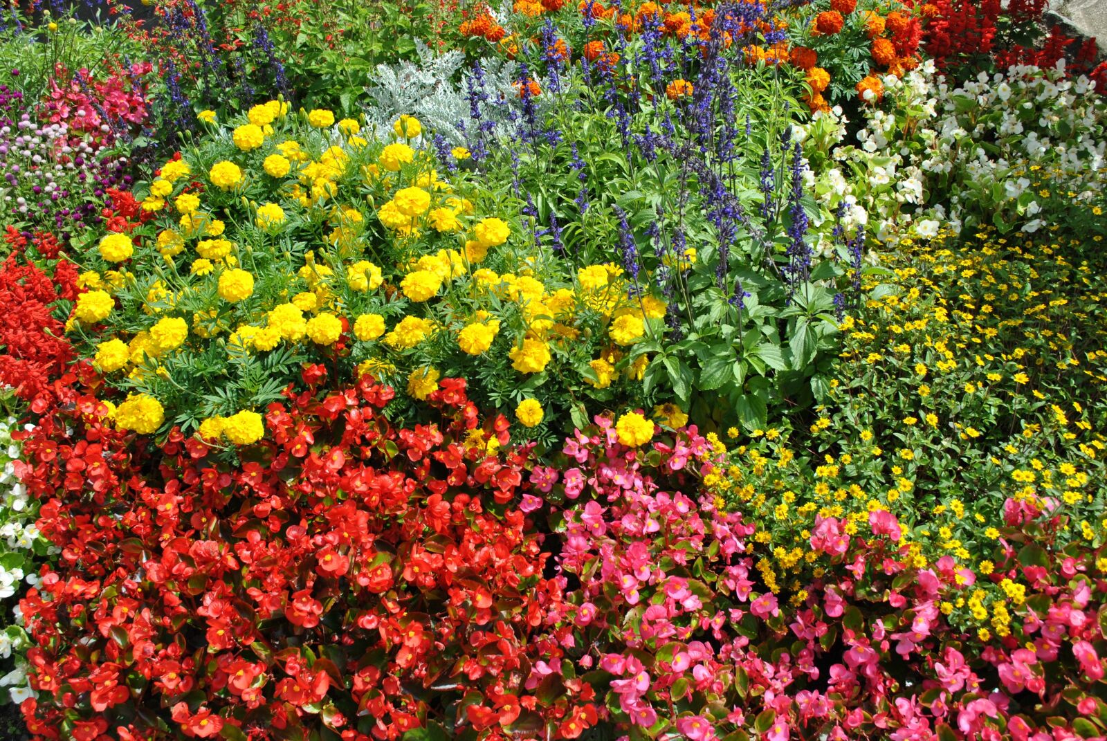 Nikon D3000 sample photo. Flowers, plant, nature photography