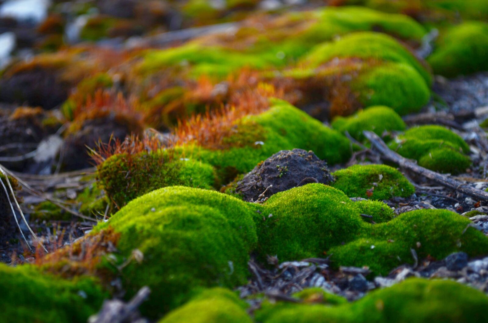 Nikon D5100 sample photo. Green, moss, stones photography