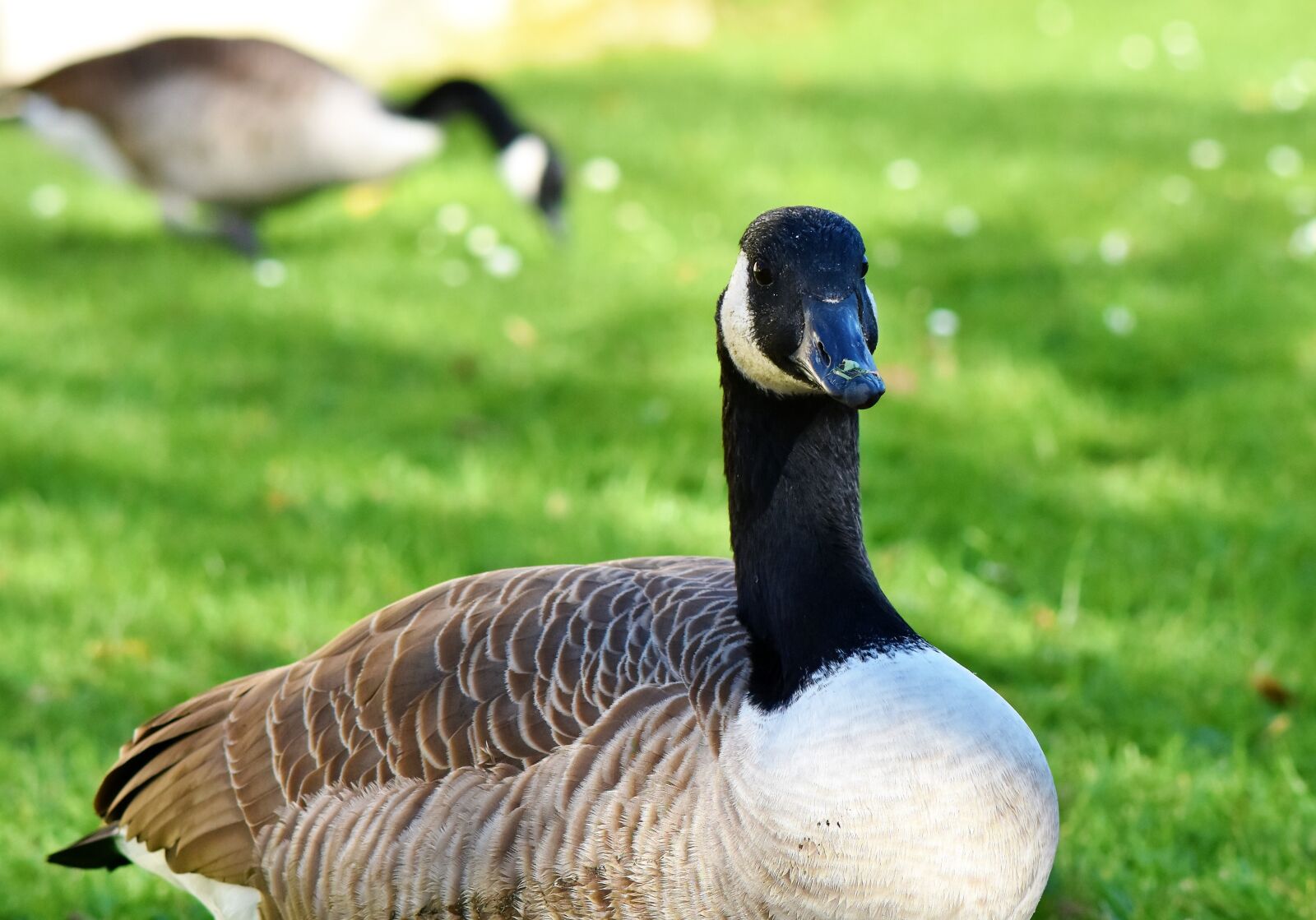 Nikon D7200 sample photo. Canada goose, goose, water photography