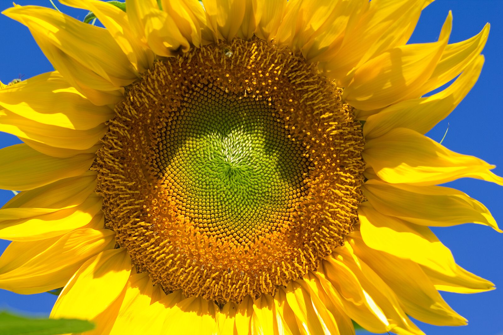 Canon EOS 550D (EOS Rebel T2i / EOS Kiss X4) sample photo. Sunflower, summer, flora photography