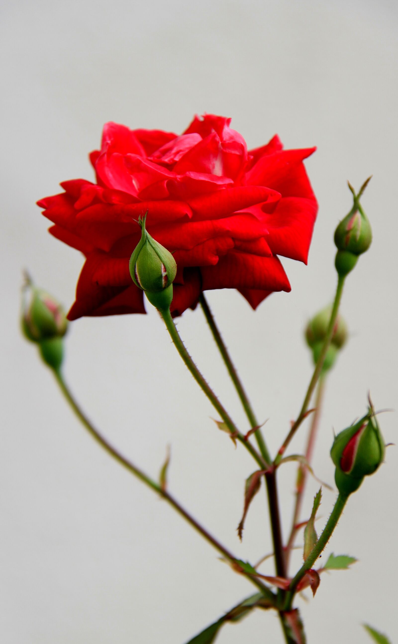 Canon EOS 7D sample photo. Rose, flower, nature photography