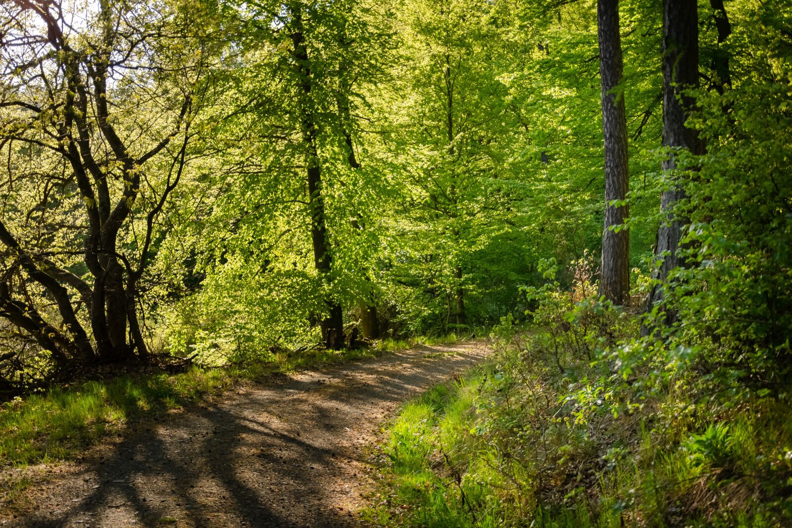 Nikon D7000 sample photo. Forest, biedenkopf, landscape photography