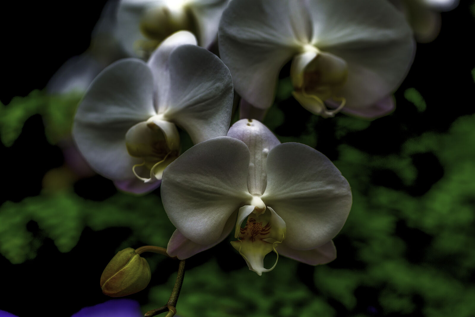 Canon EOS 5D Mark III + Canon EF 100mm F2.8L Macro IS USM sample photo. Beautiful, flowers, gardens, orchids photography