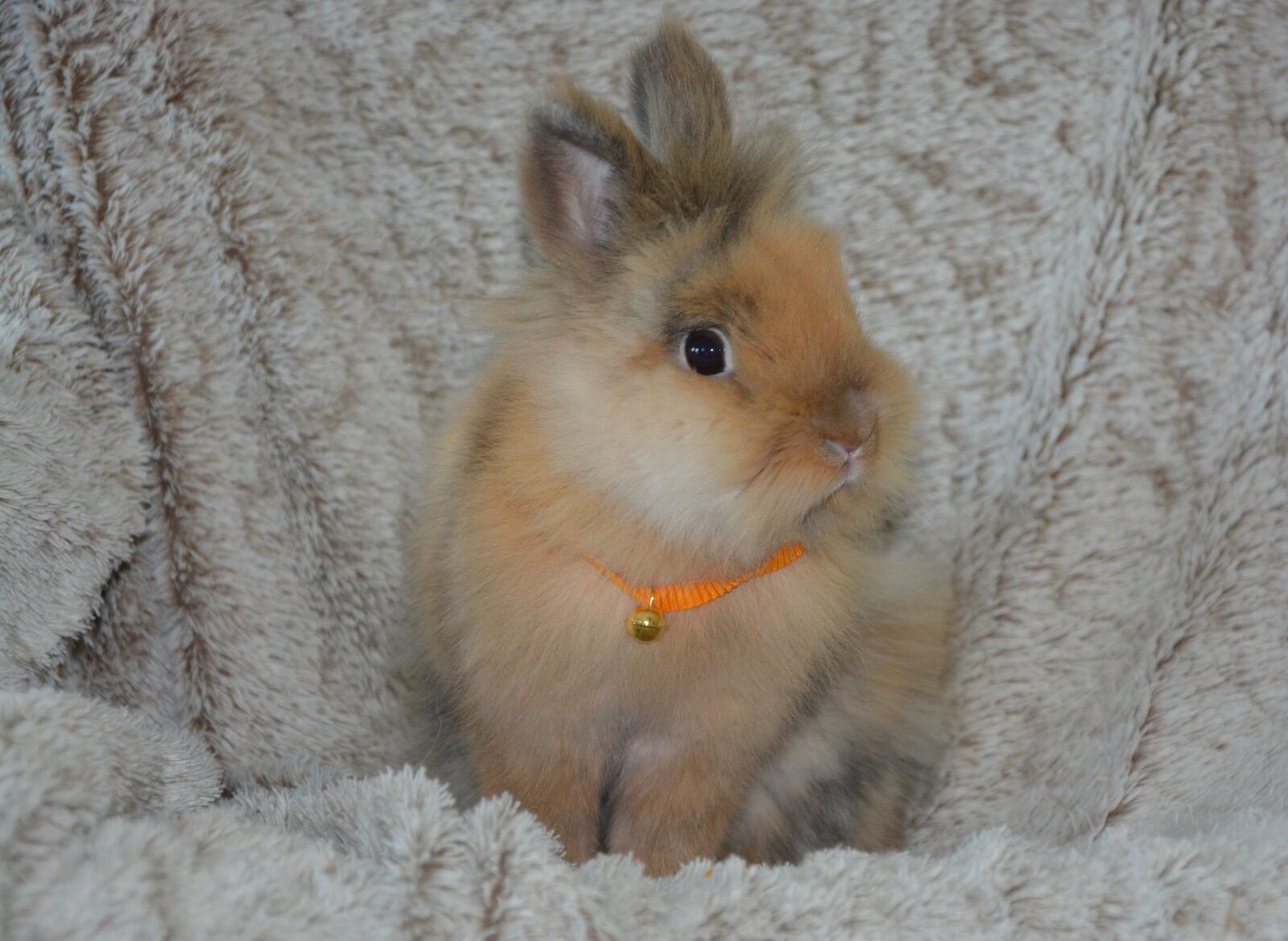 Nikon D5200 sample photo. Dwarf rabbit, ruminant, rabbit photography