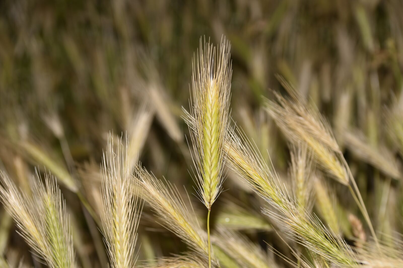 Nikon D5600 sample photo. Wheats, cultivation of cereals photography
