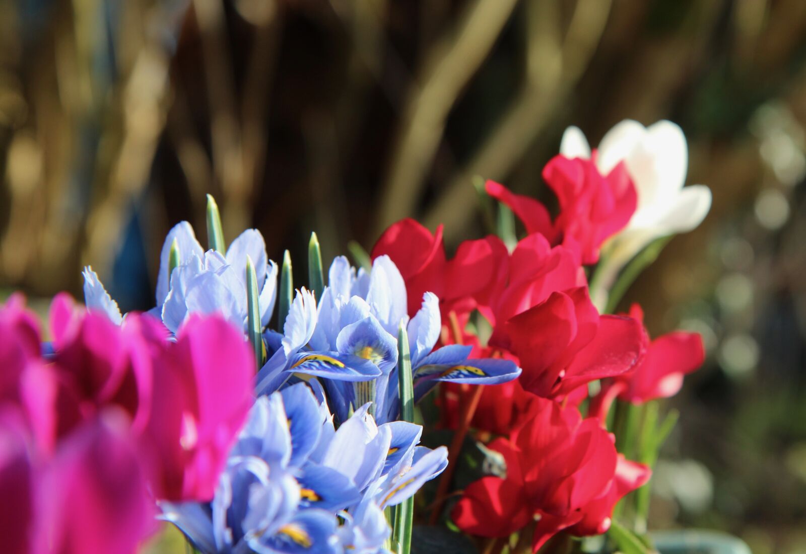 Canon EOS 600D (Rebel EOS T3i / EOS Kiss X5) sample photo. Iris blue, iris, cyclamen photography