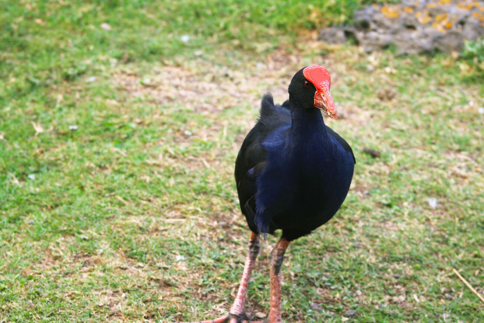 Canon EF75-300mm f/4-5.6 sample photo. Birds in new zealand photography