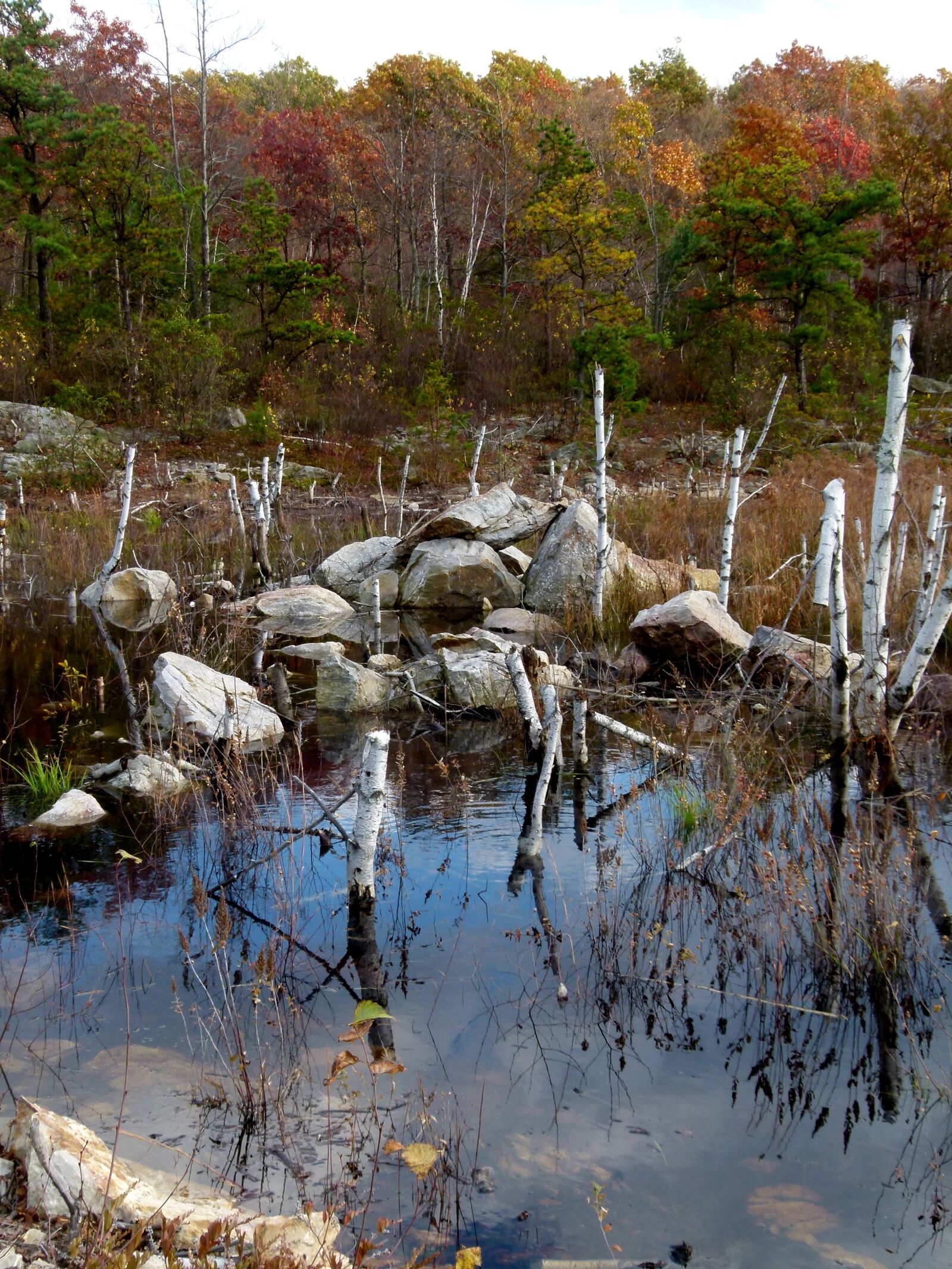 Panasonic Lumix DMC-FZ100 sample photo. Beaver, pond, beaver work photography