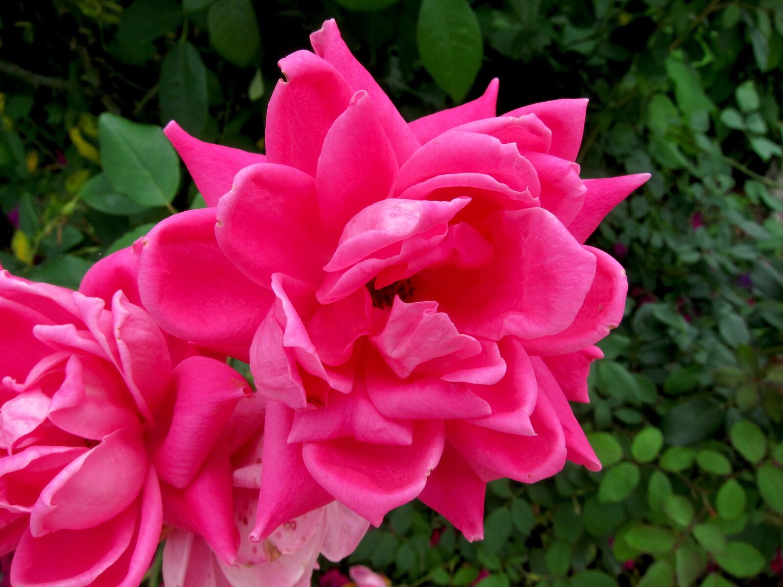 Canon PowerShot S95 sample photo. Rose, flower, pink photography