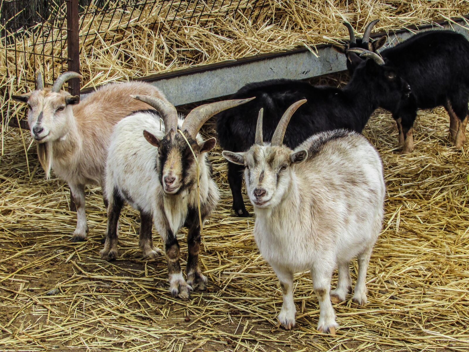 Canon PowerShot SX400 IS sample photo. Goats, farm, animal photography