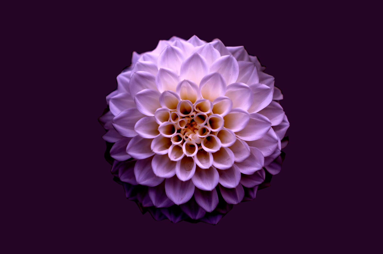 Nikon D5100 sample photo. Abstract, background, beautiful, beauty photography