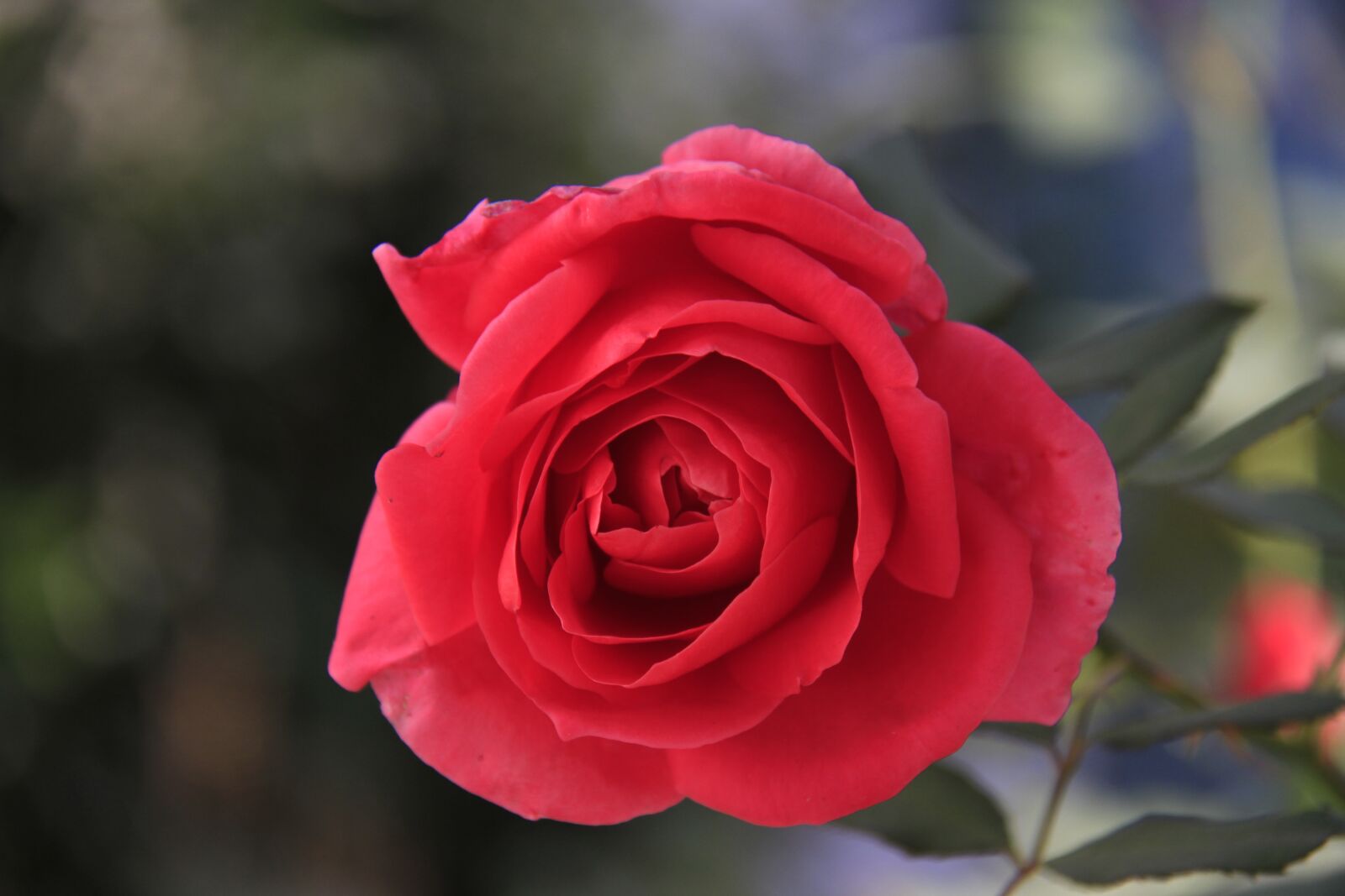 Canon EOS 7D sample photo. Rose, flower, nature photography