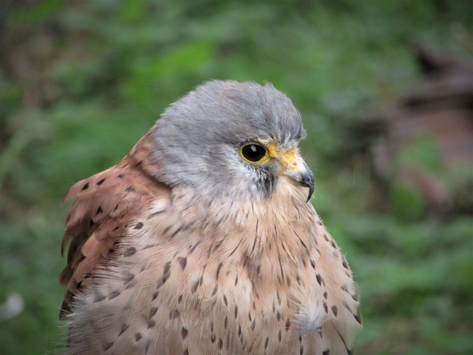 Canon PowerShot SX610 HS sample photo. Kestrel, plumage, bird photography