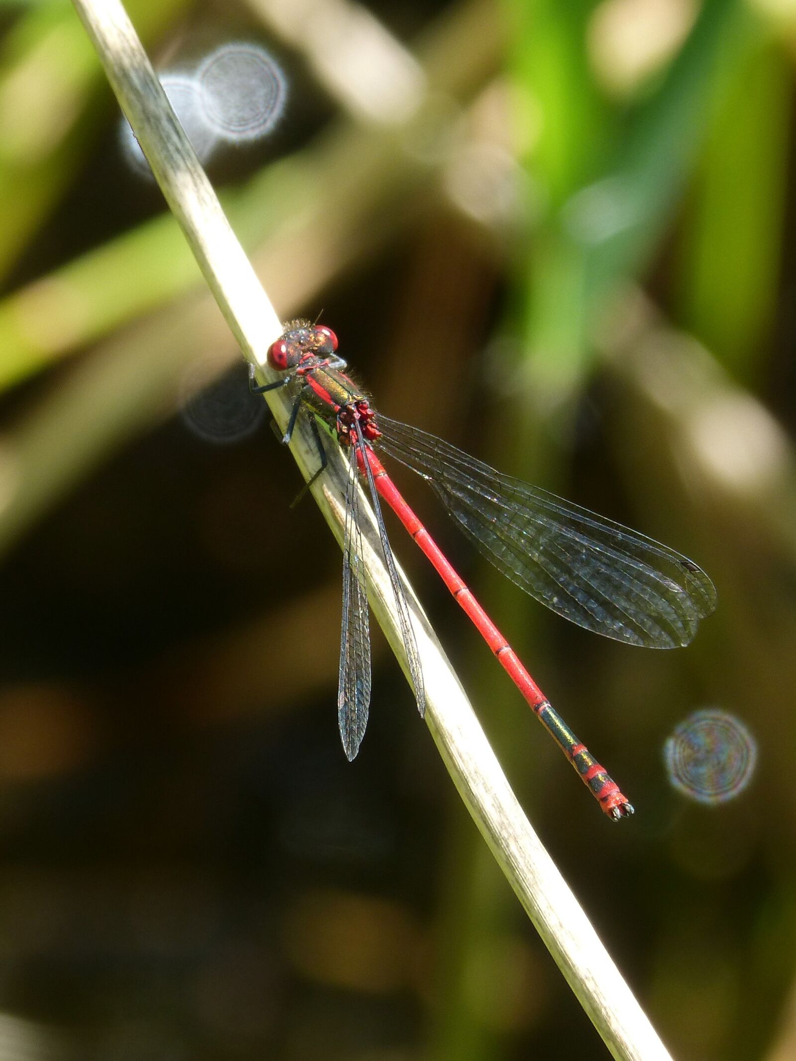 Panasonic DMC-FZ62 sample photo. Dragonfly, stem, pond photography