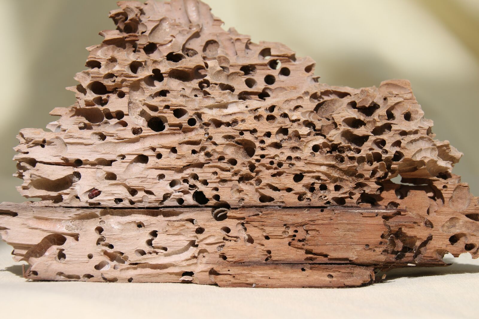 Canon EOS 700D (EOS Rebel T5i / EOS Kiss X7i) sample photo. Wood, schiffsbohrwurm, flotsam photography