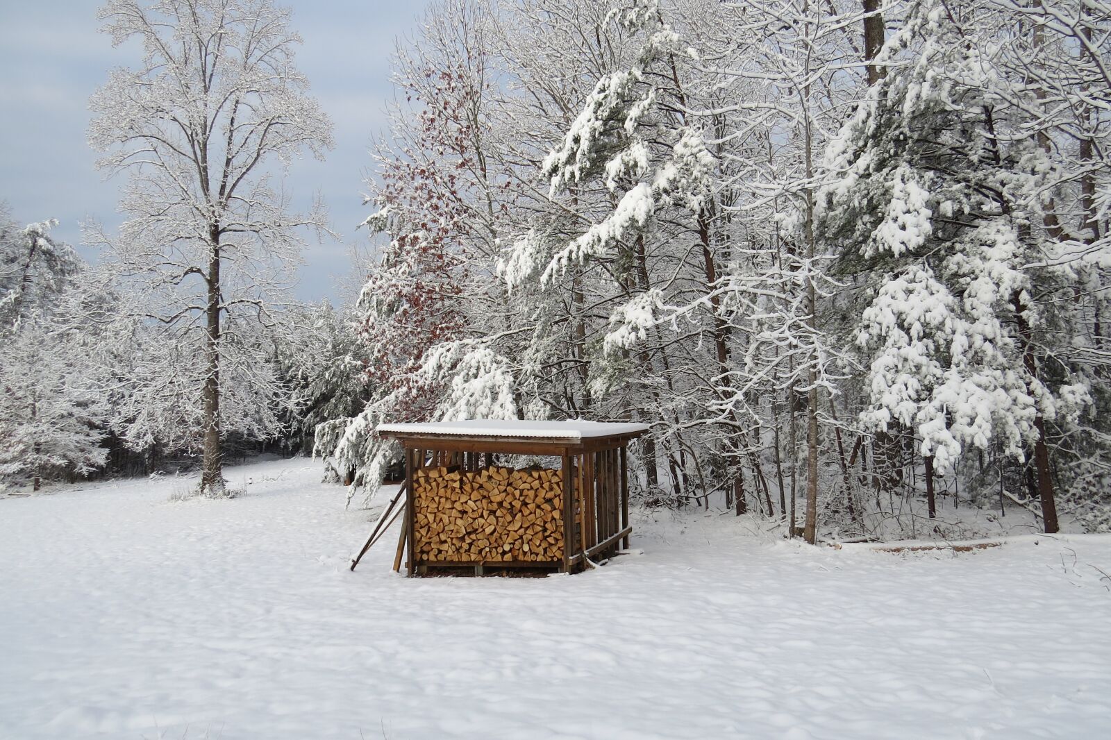 Canon PowerShot SX50 HS sample photo. Snow, woodshed, trees photography