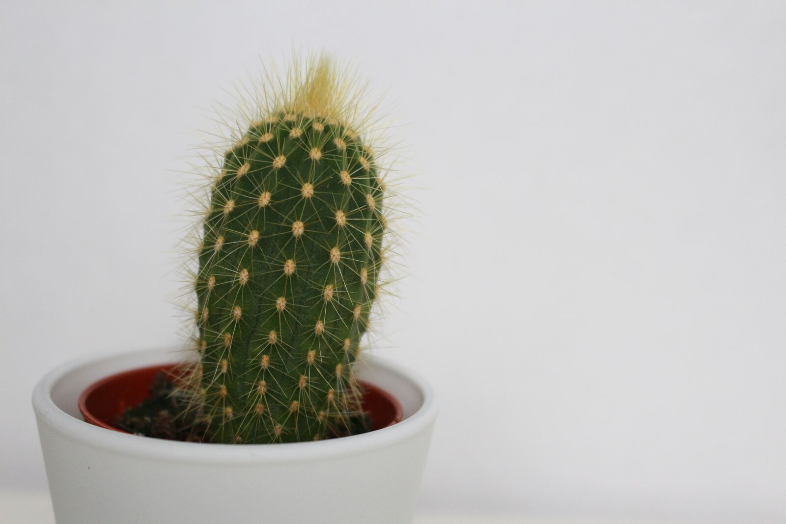 Canon EOS 700D (EOS Rebel T5i / EOS Kiss X7i) sample photo. Cactus, houseplant, green photography