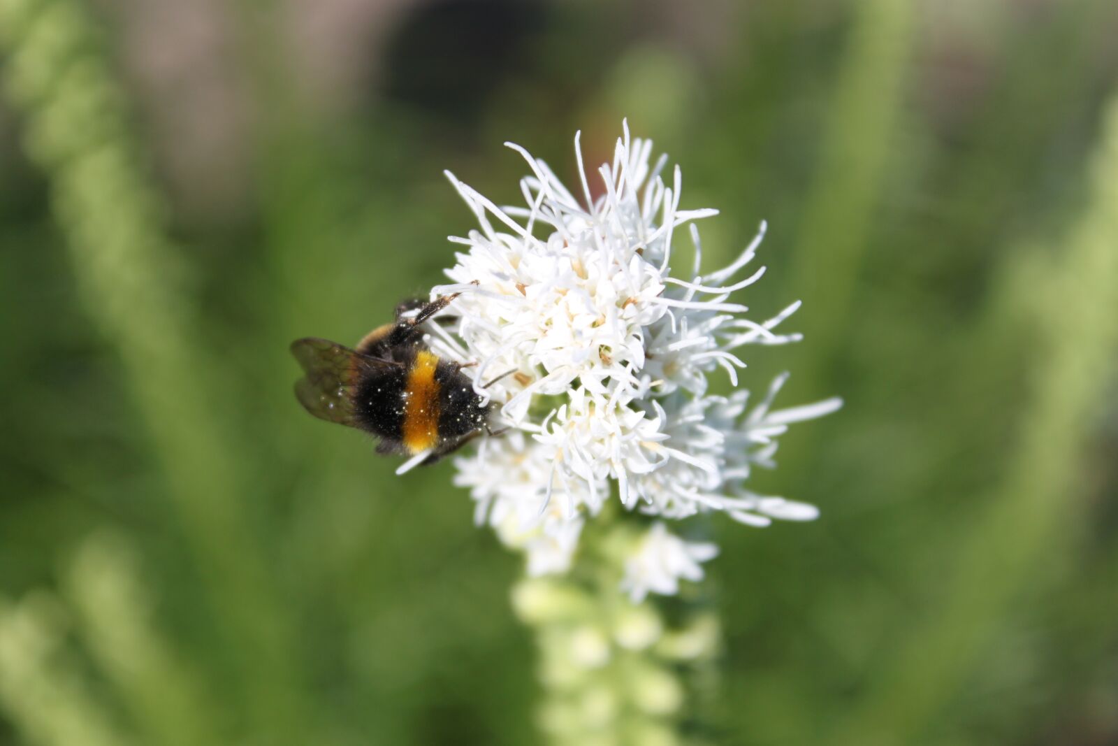 Canon EOS 500D (EOS Rebel T1i / EOS Kiss X3) sample photo. Hummel, meadow, blossom photography