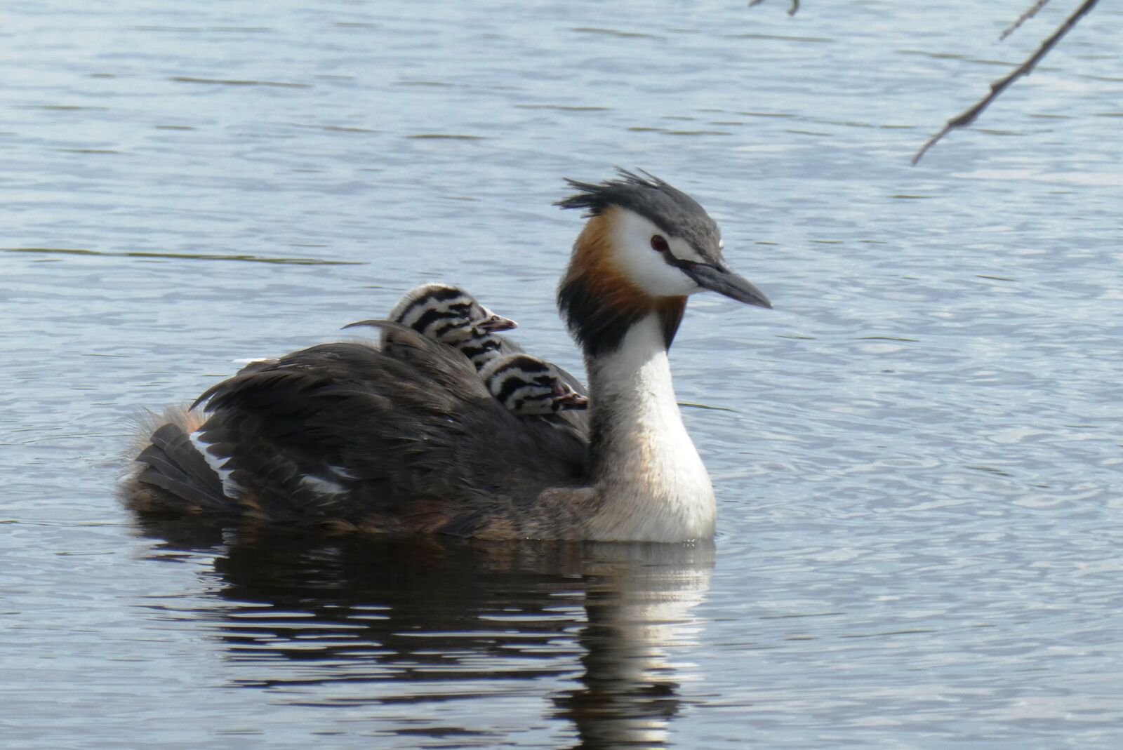 Panasonic Lumix DC-ZS70 (Lumix DC-TZ90) sample photo. Great-crested grebe and young photography