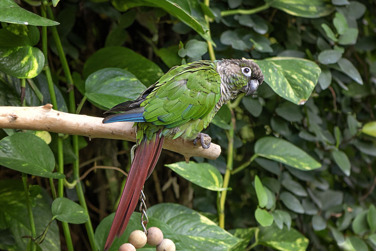 Nikon D610 sample photo. Green cheeked, south america photography