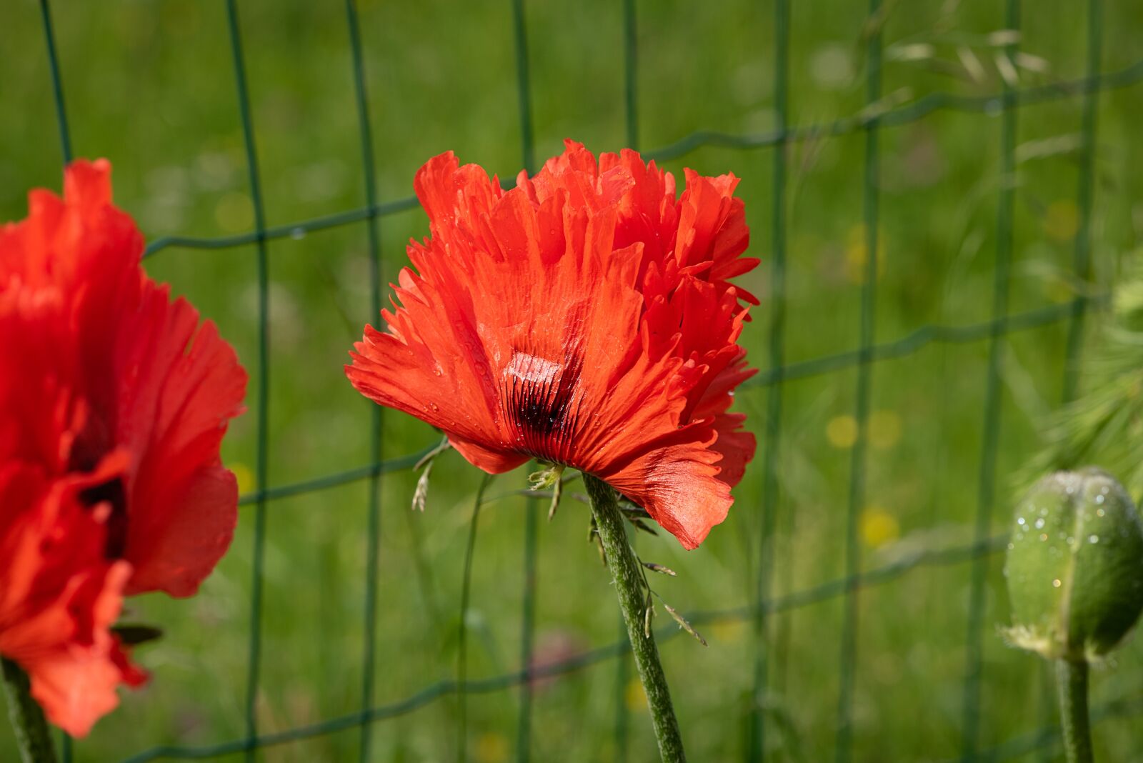 Nikon D750 sample photo. Poppy, red, red poppy photography