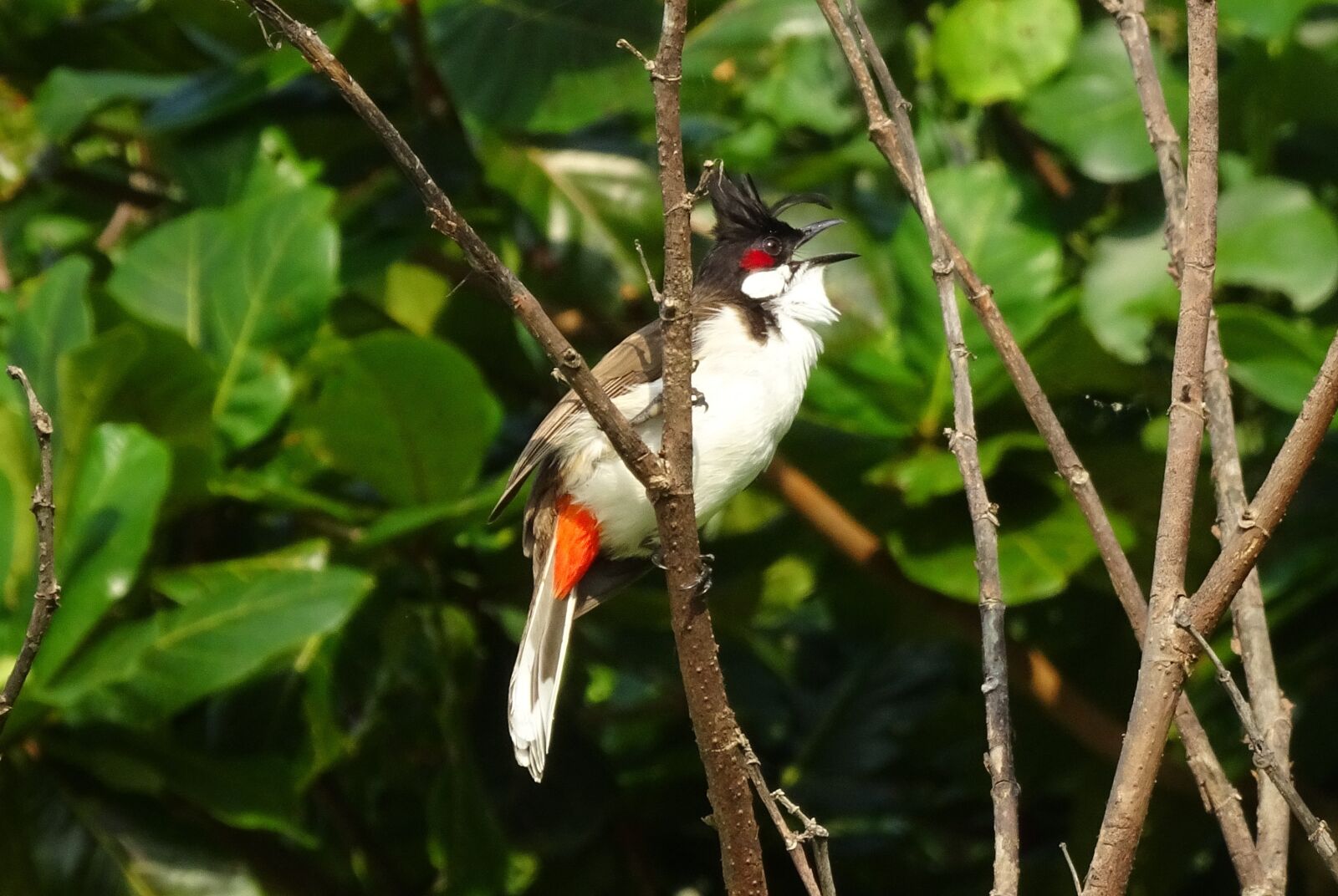 Sony Cyber-shot DSC-HX90V sample photo. Bird, red-whiskered bulbul, pycnonotus photography