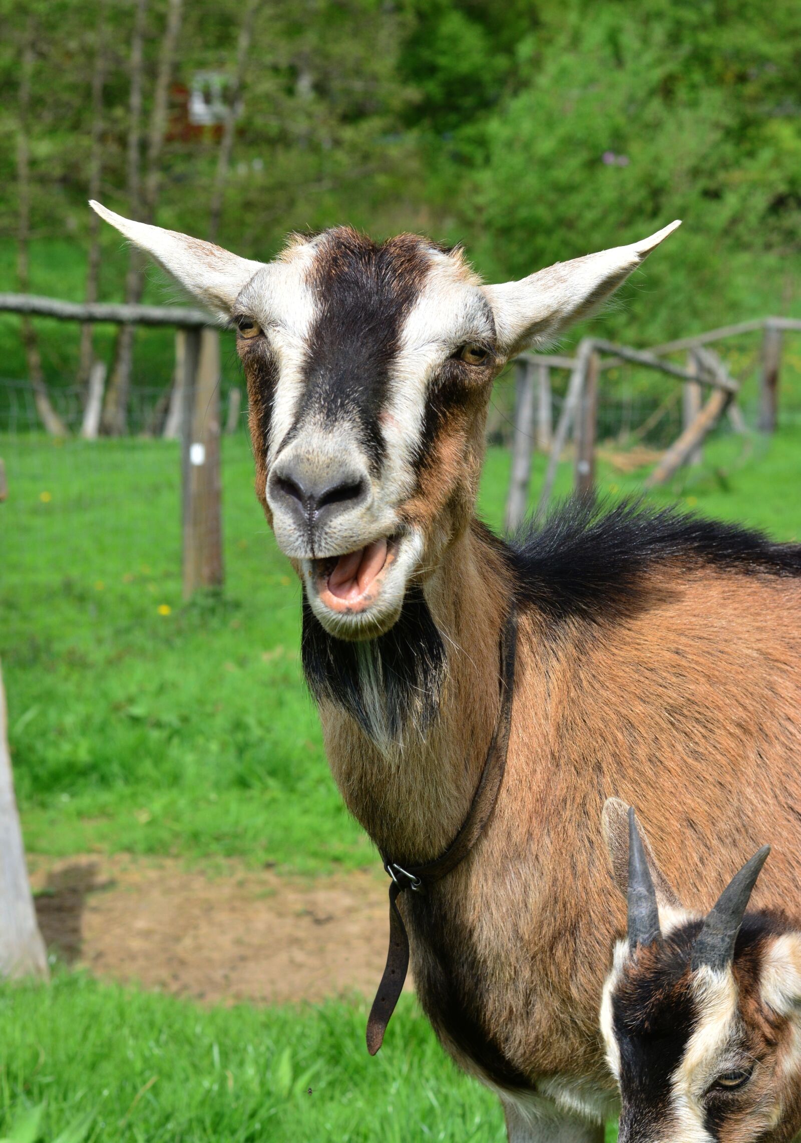 Nikon D5200 sample photo. Goat, mammal, animal photography